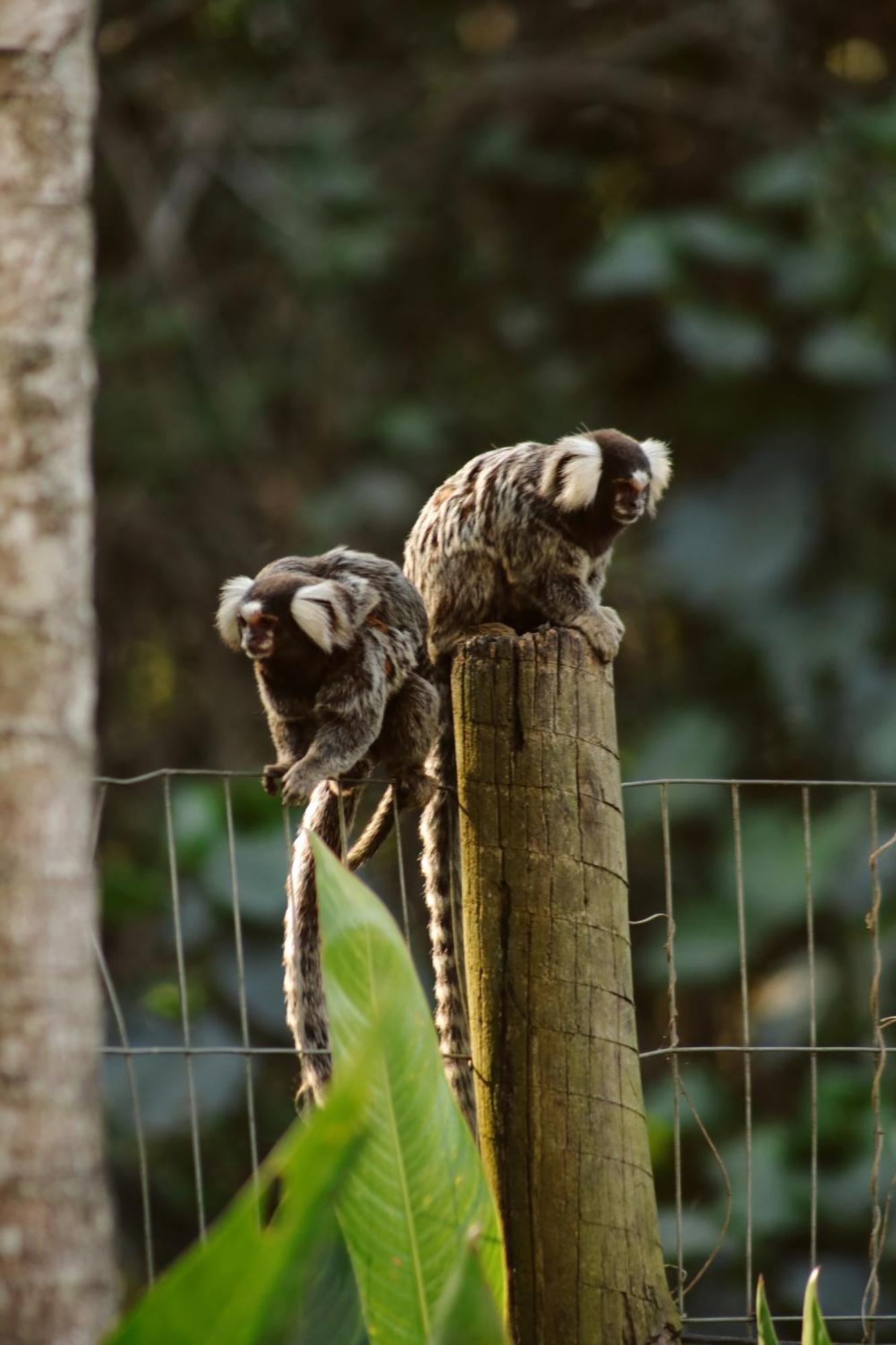 Pousada Recanto Jota Ge Araquari Exteriér fotografie